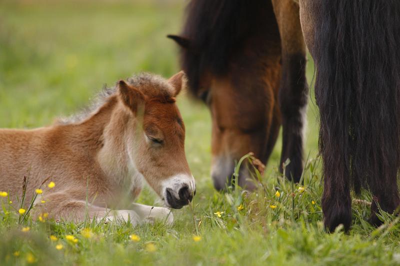 Gina von Heidmoor (2).jpg